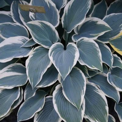 Hosta 'El Nino'